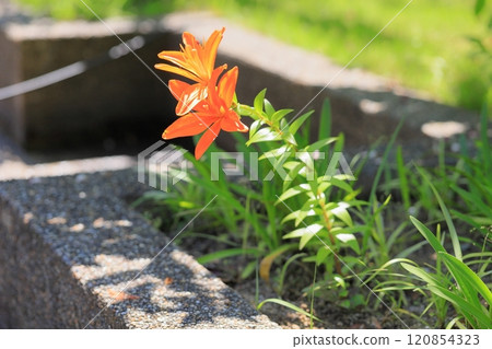 Lily flower 120854323