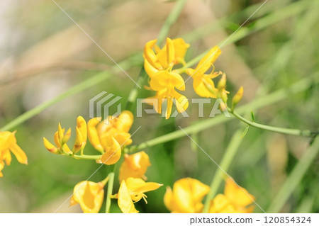 Cute peanut flower 120854324