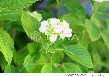 Refreshing hydrangea flowers 120854325
