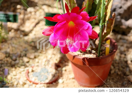 Vivid Peacock Cactus Flowers Vivid Peacock Cactus Flowers 120854329