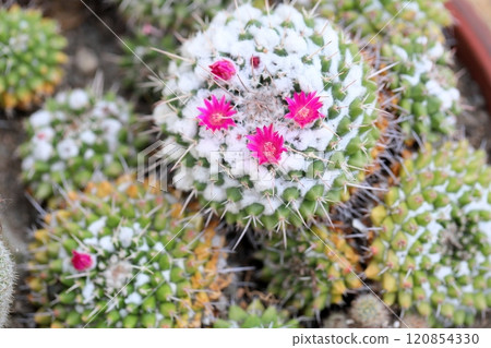 Cute cactus flower Kagekiyo Cute cactus flower Kagekiyo 120854330