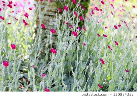 Cute lynx coronaria flower 120854332