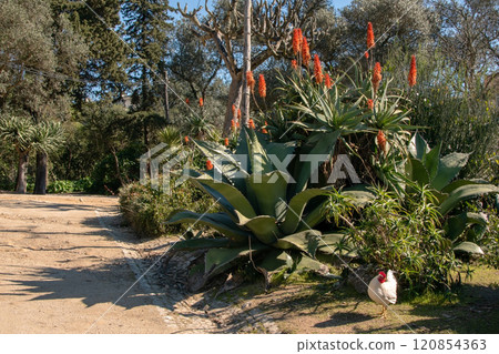 Park with green tropical bushes and trees, Lisbon, Portugal 120854363