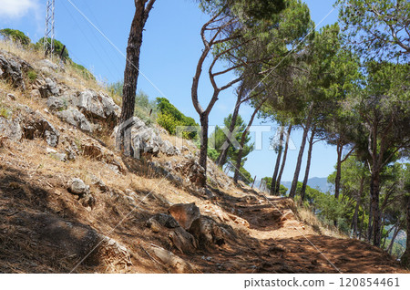 A healthy tree that grows on a slope A healthy tree that grows on a slope 120854461