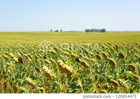 Sunflowers blooming under the blue sky in midsummer 120854471