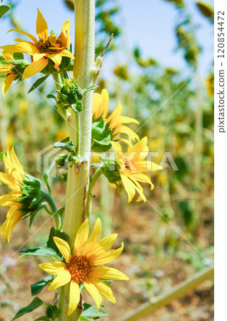 Sunflowers blooming from the stem 120854472