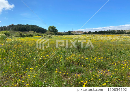 Flowering meadows, spring green fields with flowers 120854592
