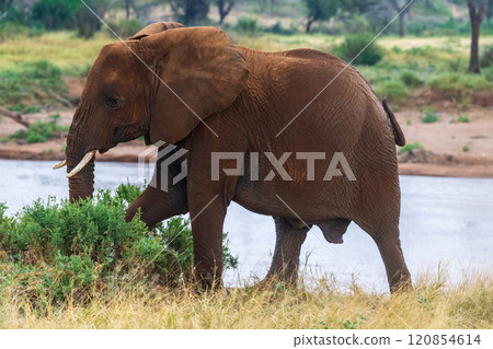 African elephant in Samburu National Reserve African elephant in Samburu National Reserve 120854614