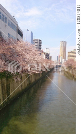 櫻花 櫻 賞櫻 120854815