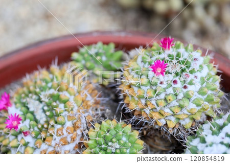 Cute cactus flower Kagekiyo Cute cactus flower Kagekiyo 120854819