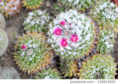 Cute cactus flower Kagekiyo Cute cactus flower Kagekiyo 120854820
