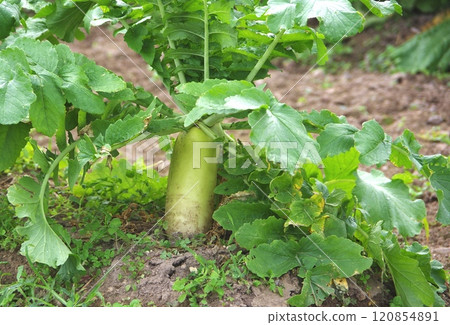 已經長大並突出的綠頸蘿蔔 120854891