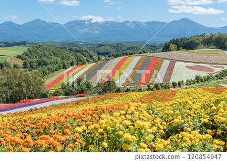 [美瑛町四季彩之丘的秋景與十勝岳] 120854947