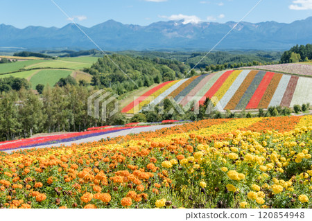[美瑛町四季彩之丘的秋景與十勝岳] 120854948