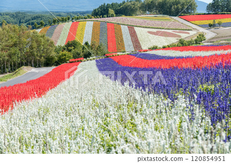【四季彩之丘的美瑛町秋景】 【四季彩之丘的美瑛町秋景】 120854951