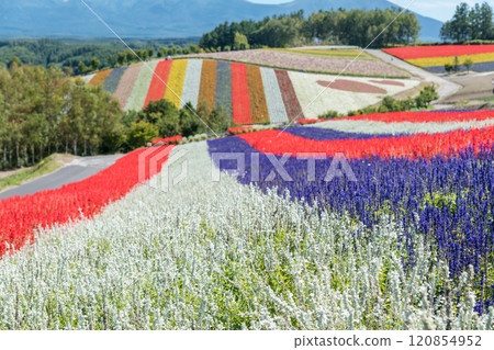 [Autumn scenery from Shikisai-no-Oka in Biei Town] 120854952