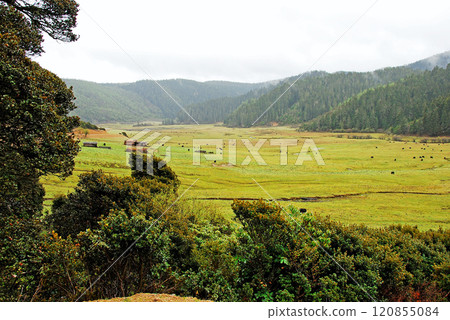 China, Yunnan, Shangri-La Plateau, La Plateau Yak Pasture 120855084