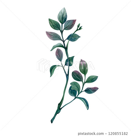 Pistachio sprig with branches and leaves watercolor illustration isolated on white background. Curved twig with pink inclusions for spring compositions and bouquets for March 8. Rustic style wedding. 120855182