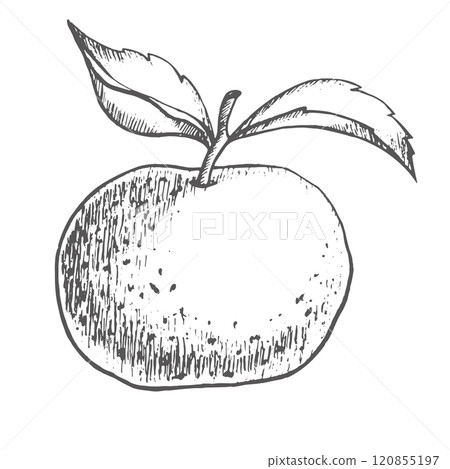 Whole tangerine fruit with leaves. Hand drawn illustration in Graphics style. Isolated mandarin on the white background used for mulled wine or grog, and New Year's decor, postcards Whole tangerine fruit with leaves. Hand drawn illustration in Graphics style. Isolated mandarin on the white background used for mulled wine or grog, and New Year's decor, postcards 120855197