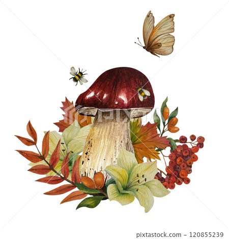 Composition of bolete mushroom, butterfly, autumn leaves, flower, rowan, buckthorn and bee. Watercolor illustration. Can use in postcards, textile, tablecloth, towels, baskets, books, booklets. Composition of bolete mushroom, butterfly, autumn leaves, flower, rowan, buckthorn and bee. Watercolor illustration. Can use in postcards, textile, tablecloth, towels, baskets, books, booklets. 120855239