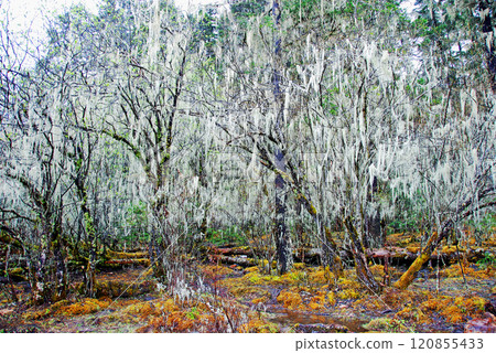 China, Yunnan, Shangri-La Plateau, Shudu Lake, Lichen hanging from a tree by the lake, Usnea China, Yunnan, Shangri-La Plateau, Shudu Lake, Lichen hanging from a tree by the lake, Usnea 120855433