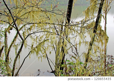 中國,雲南省,香格里拉高原,首都湖,湖邊樹上掛著地衣 中國,雲南省,香格里拉高原,首都湖,湖邊樹上掛著地衣 120855435
