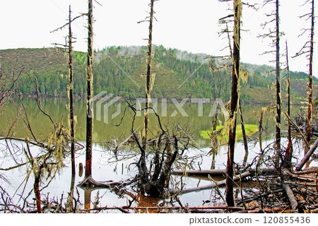 中國,雲南省,香格里拉高原,首都湖,湖邊樹上掛著地衣 中國,雲南省,香格里拉高原,首都湖,湖邊樹上掛著地衣 120855436