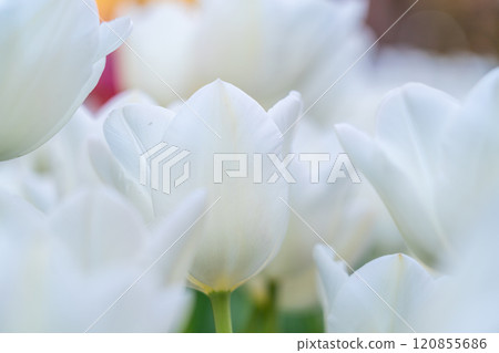 [神奈川縣]江之島盛開的冰鬱金香 120855686