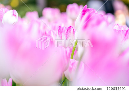 [Kanagawa Prefecture] Ice tulips blooming at Enoshima 120855691