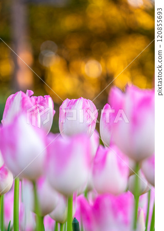 [Kanagawa Prefecture] Ice tulips blooming at Enoshima 120855693