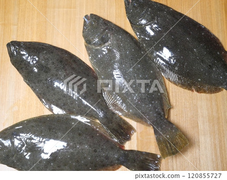 新鮮捕獲的比目魚 120855727