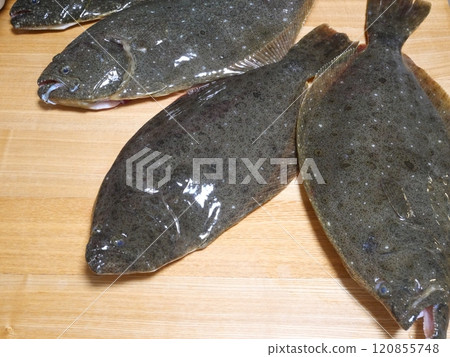 Freshly caught flounder 120855748