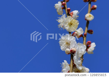 white plum blossom 120855815