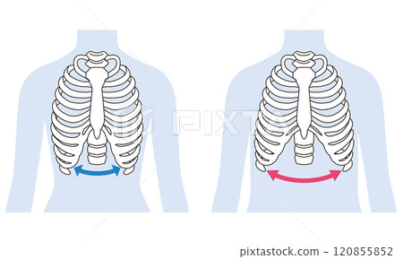 開放式肋骨 封閉式肋骨 120855852