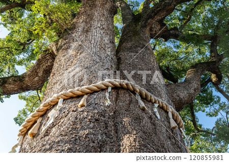 有註連繩的大樹 120855981