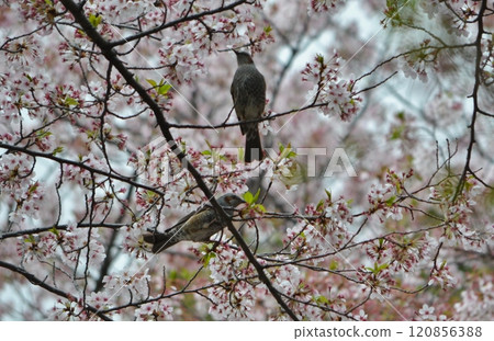 Bulbul perching on a branch of cherry blossoms in full bloom 120856388