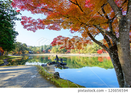 Autumn in the Pure Land Garden of Motsuji Temple, Oizumigaike Pond and Standing Stone in the Pond, Iwate Prefecture 120856594