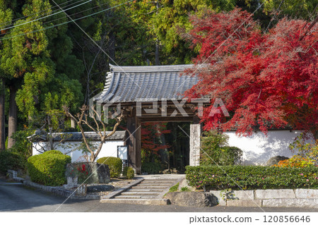 Autumn in Kyoto: Shodenji Temple's gate surrounded by autumn leaves 120856646