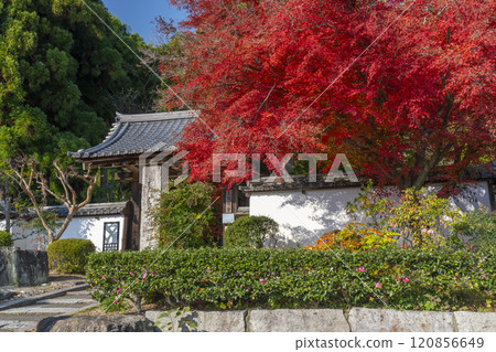 Autumn in Kyoto: Shodenji Temple's gate surrounded by autumn leaves 120856649
