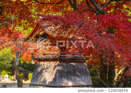 秋天的京都，聖傳寺，秋葉覆蓋的鐘樓 120856659