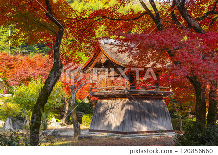 秋天的京都，聖傳寺，秋葉覆蓋的鐘樓 120856660
