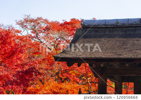 秋天的京都,聖傳寺,秋葉覆蓋的鐘樓 秋天的京都,聖傳寺,秋葉覆蓋的鐘樓 120856668