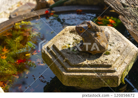 Autumn in Kyoto: Shodenji Temple: Stone water basin and frog ornament Autumn in Kyoto: Shodenji Temple: Stone water basin and frog ornament 120856672