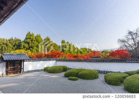 Autumn in Kyoto: Shodenji Temple, "Shishi no Ko Watashi Garden" with Mt. Hiei as a backdrop 120856683