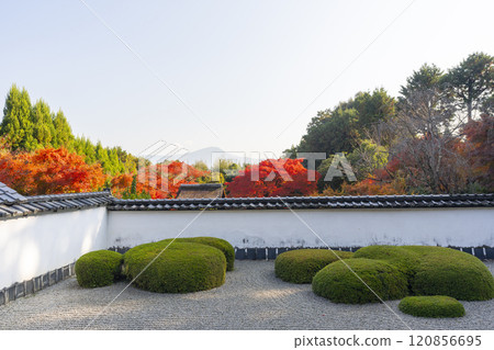 京都的秋天，聖傳寺，以比叡山為背景的“獅子漫步花園” 120856695