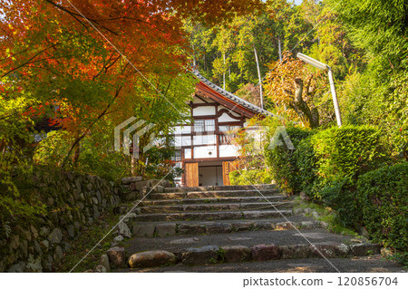 Autumn in Kyoto: Shodenji Temple: The kuri (temple quarters) surrounded by autumn leaves Autumn in Kyoto: Shodenji Temple: The kuri (temple quarters) surrounded by autumn leaves 120856704