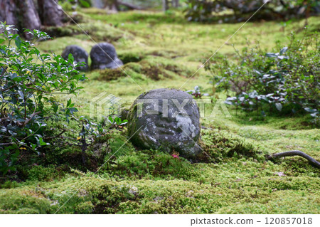 Ohara Sanzenin Temple in autumn (Sakyo Ward, Kyoto) Ohara Sanzenin Temple in autumn (Sakyo Ward, Kyoto) 120857018