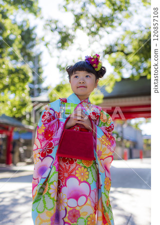 A girl in a kimono celebrating Shichigosan in the lush shrine grounds 120857108