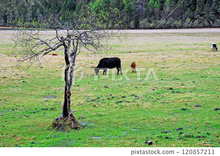 China, Yunnan, Shangri-La Plateau, Bitahai, Lakeside pastureland 120857211