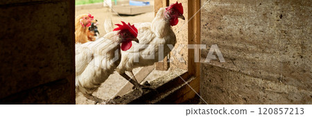 Chickens standing in doorway of coop 120857213